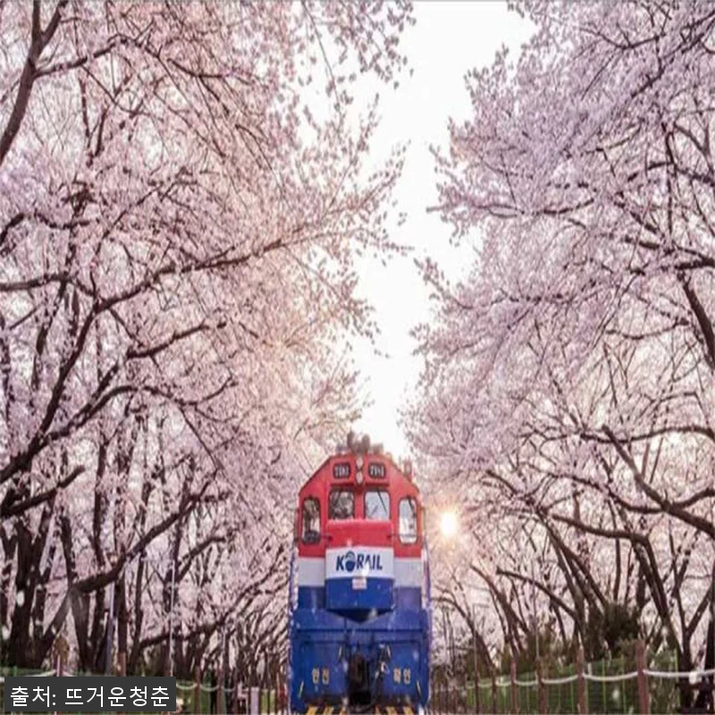 부산 경상남도 차터투어 후기 – 벚꽃 관련 이미지 3