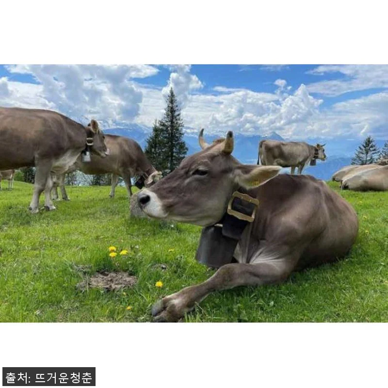 스위스 취리히 산의 여왕, 리기와 루 관련 이미지 4