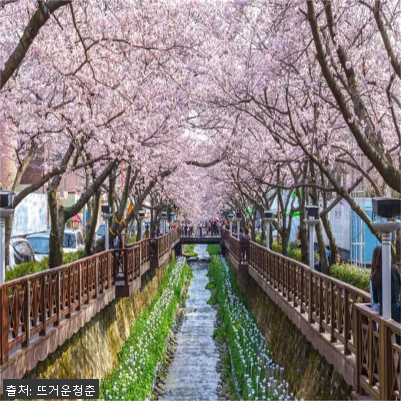 부산 경상남도 차터투어 후기 – 벚꽃 관련 이미지 4