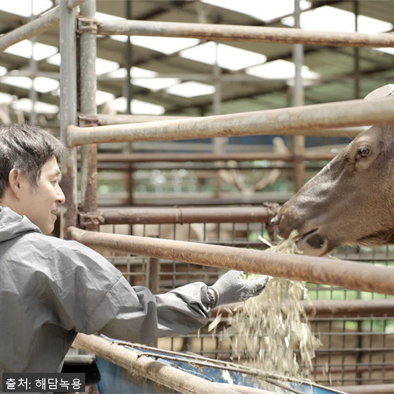 러시아 엘크사슴 생녹용 진액 즙 2달 관련 이미지 5