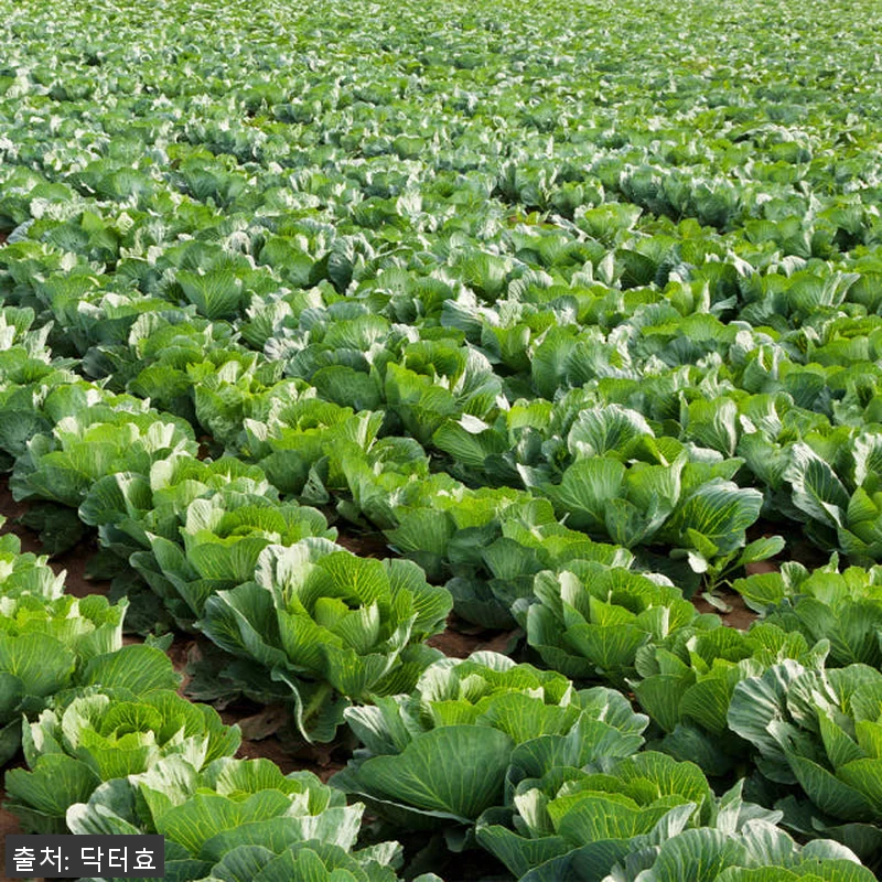 닥터효 더 건강한 유기농 양배추즙 1 관련 이미지 6