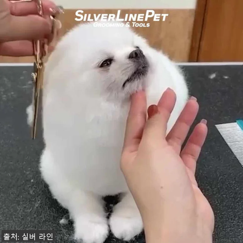 실버라인펫 ERAD 강아지 애견 미용 관련 이미지 6