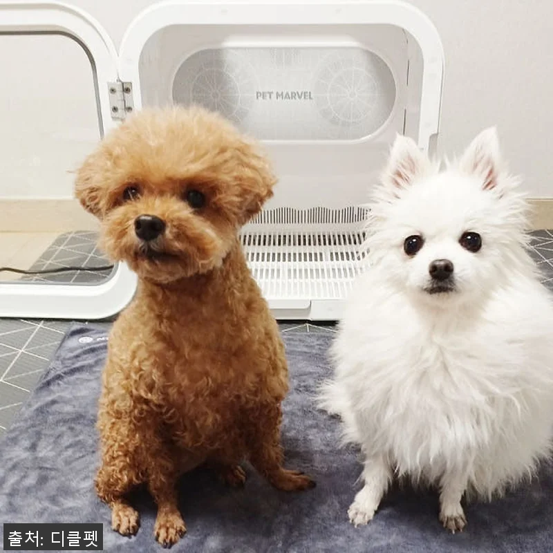 디클펫 펫드라이룸 듀얼팬 빠른건조 러브에어 프로 사용후기 20 디클펫 펫드라이룸 듀얼팬 빠른건조 러 관련 이미지 9