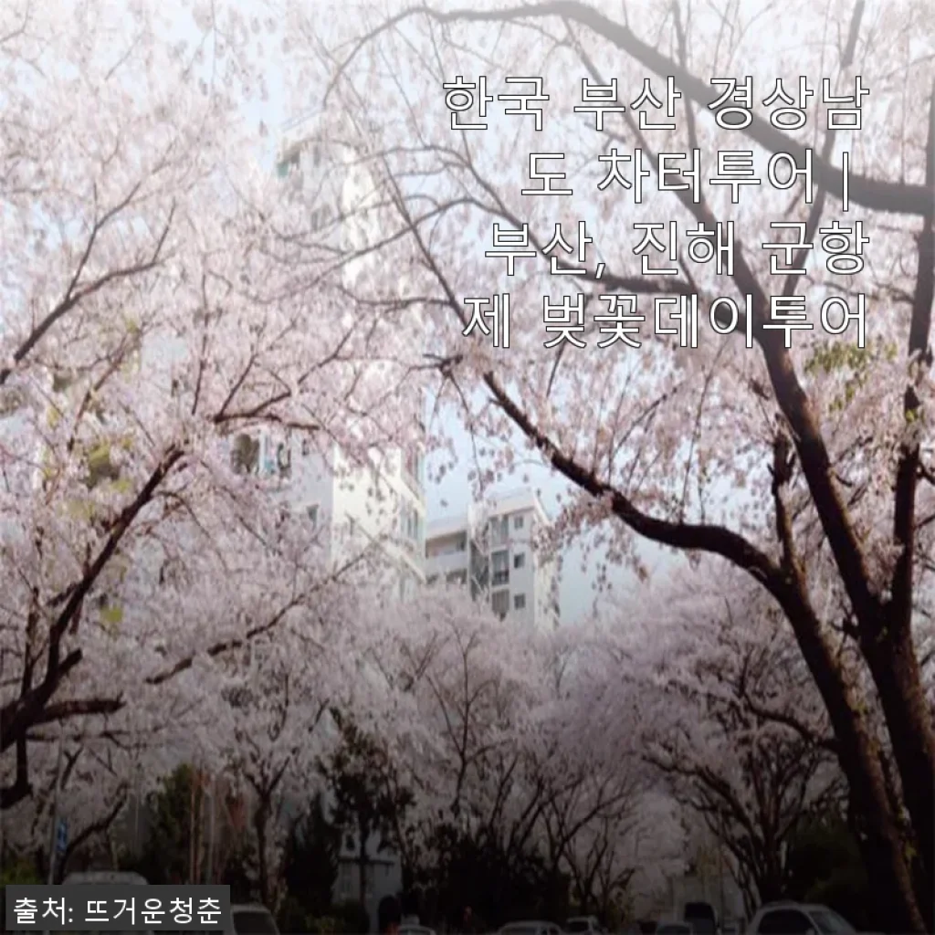 부산 경상남도 차터투어 후기 – 벚꽃과 군항제의 완벽한 하루