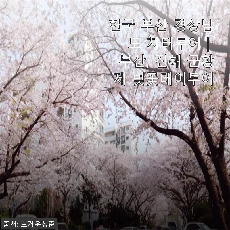 부산 경상남도 차터투어 후기 – 벚꽃과 군항제의 완벽한 하루