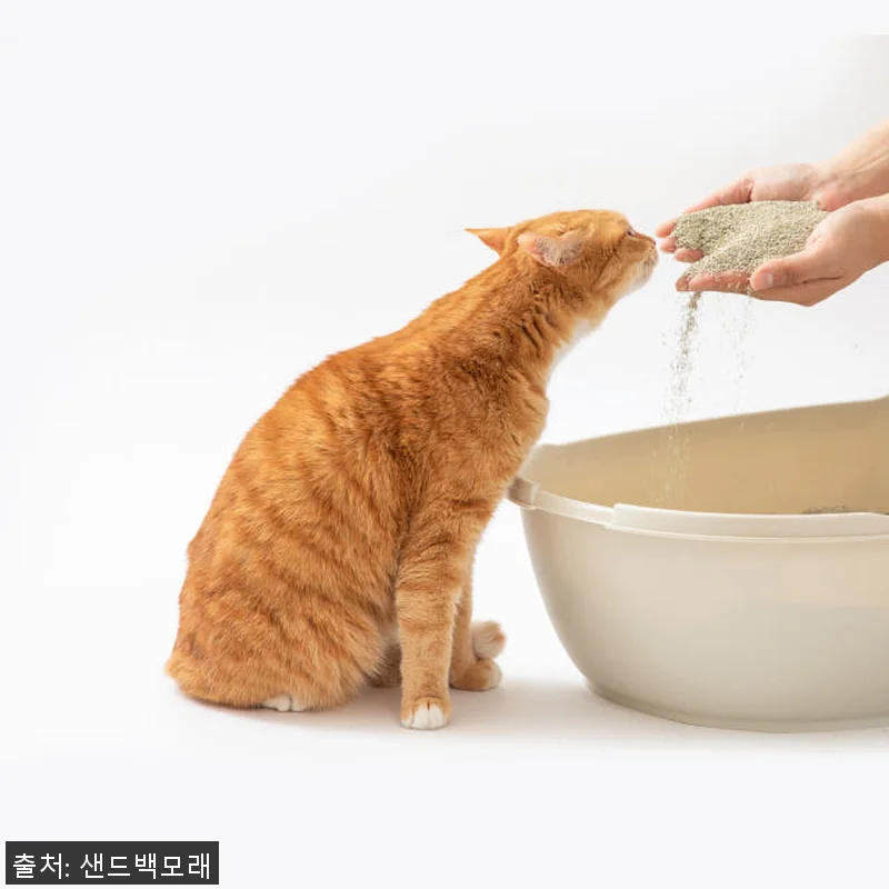 샌드백모래 오리지널 벤토나이트 고양이 관련 이미지 4
