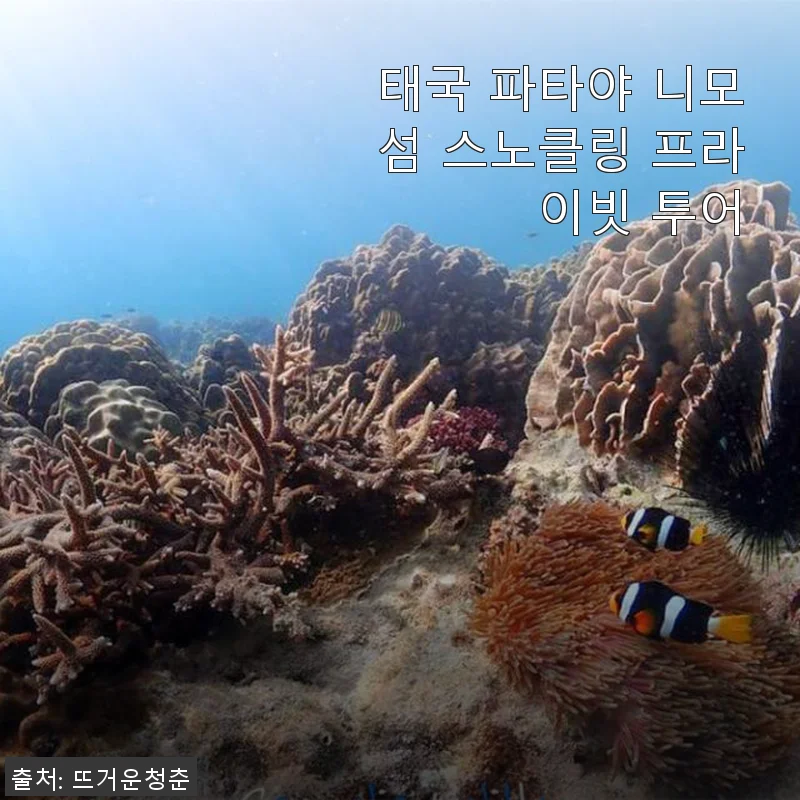 태국 파타야 니모섬 스노클링 프라이빗 투어 사용 후기