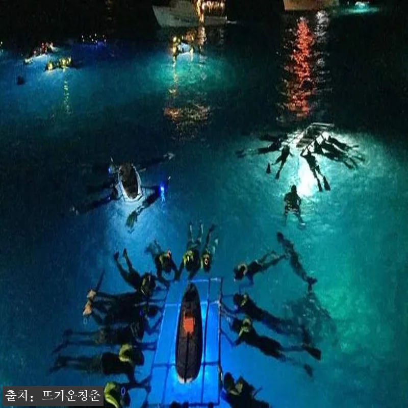 하와이 빅아일랜드 만타가오리 야간 스 관련 이미지 1