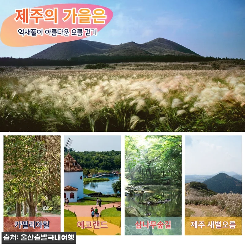 제주가을억새풀특가 꽉찬2박3일, 가을 관련 이미지 1