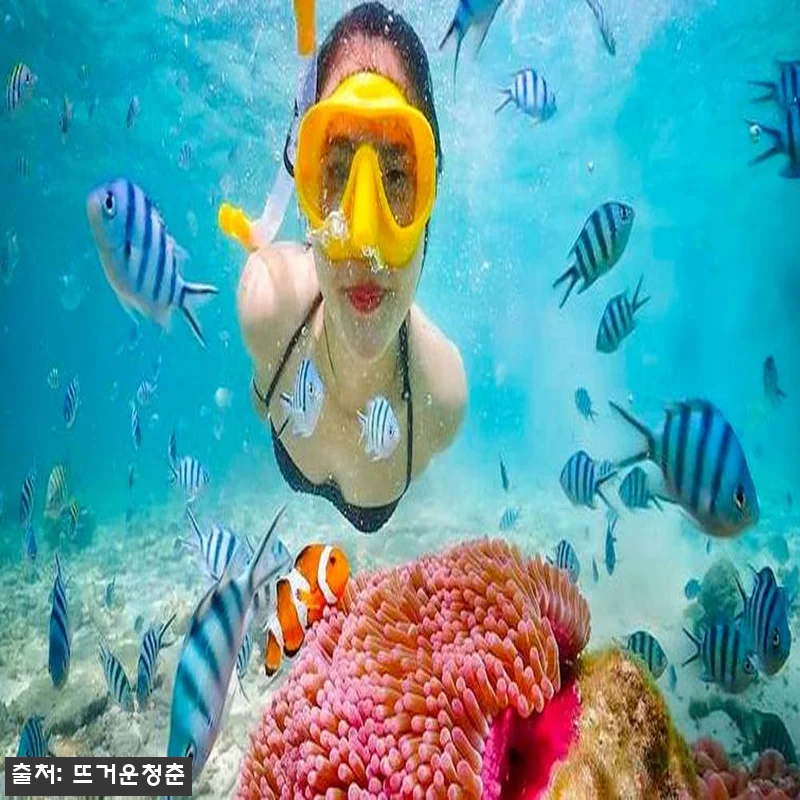태국 니모 스피드보트 스노클링 체험(파타야 출발), 파타야 바다 일정으로 눈여겨볼 만한 이유 6 태국 니모 스피드보트 스노클링 체험( 관련 이미지 1
