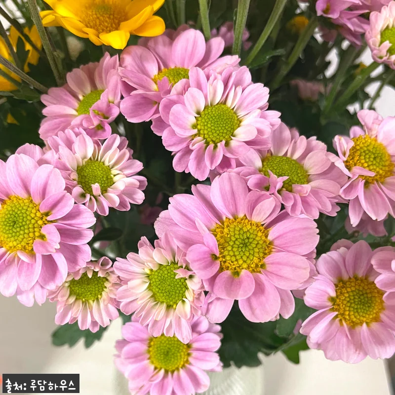 소국 꽃 생화 꽃다발, 9,900원 50% 할인 구매 전 꼭 확인할 점 7 소국 꽃 생화 꽃다발, 9,900원 관련 이미지 1