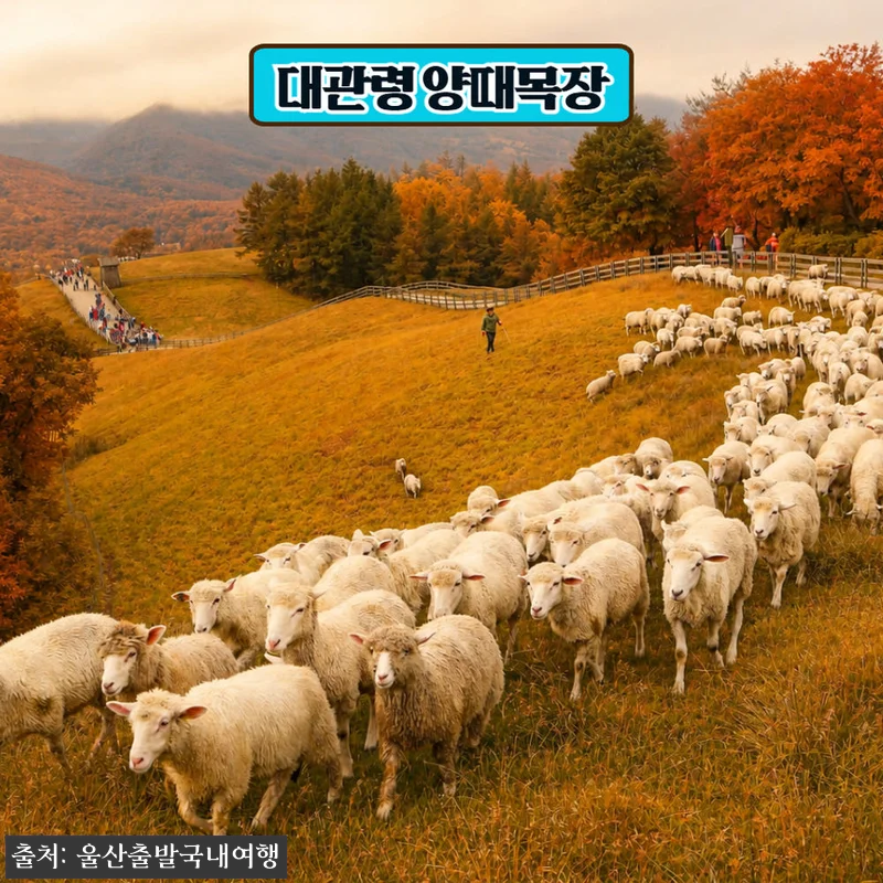 가을에 꼭 가보고 싶은 기차 1박2일 여행, 오대산 월정사 전나무숲길·발왕산 케이블카·정선레일바이크 14 가을에 꼭 가보고 싶은 기차 1박2일 관련 이미지 2