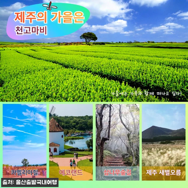 제주가을억새풀특가 꽉찬2박3일, 가을 관련 이미지 3