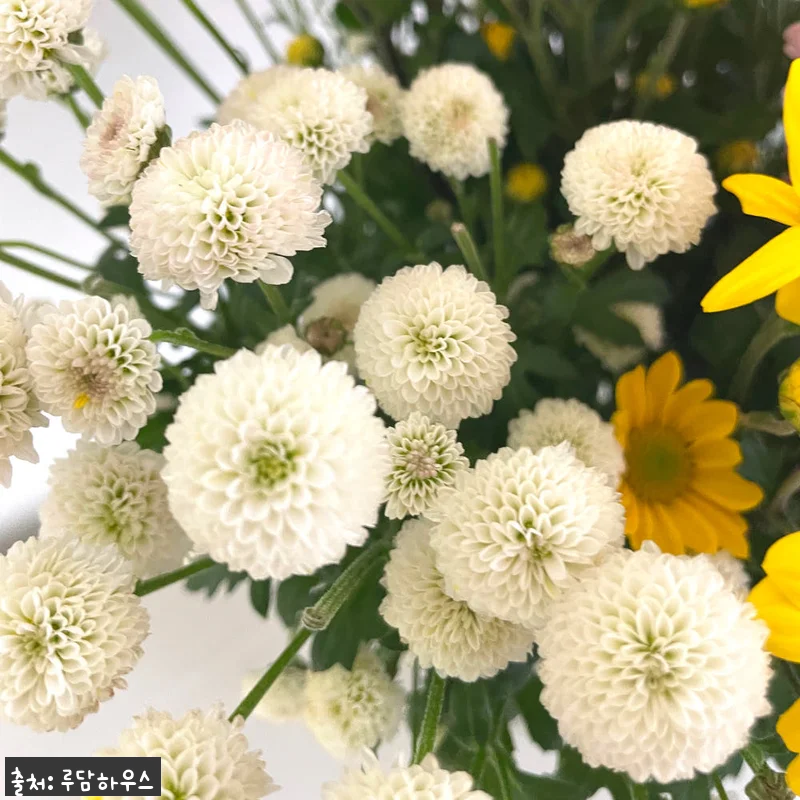 소국 꽃 생화 꽃다발, 9,900원 50% 할인 구매 전 꼭 확인할 점 9 소국 꽃 생화 꽃다발, 9,900원 관련 이미지 3