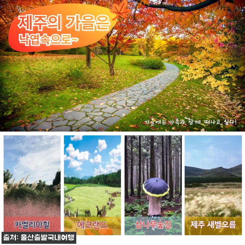 제주가을억새풀특가 꽉찬2박3일, 가을 관련 이미지 4