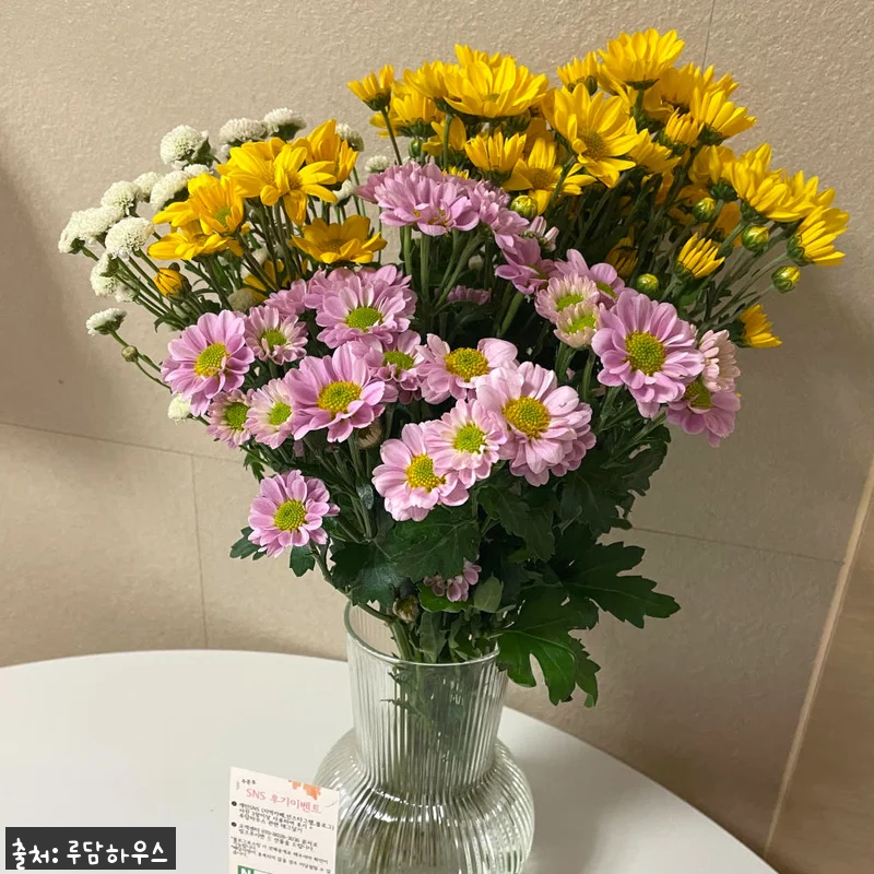 소국 꽃 생화 꽃다발, 9,900원 50% 할인 구매 전 꼭 확인할 점 10 소국 꽃 생화 꽃다발, 9,900원 관련 이미지 4