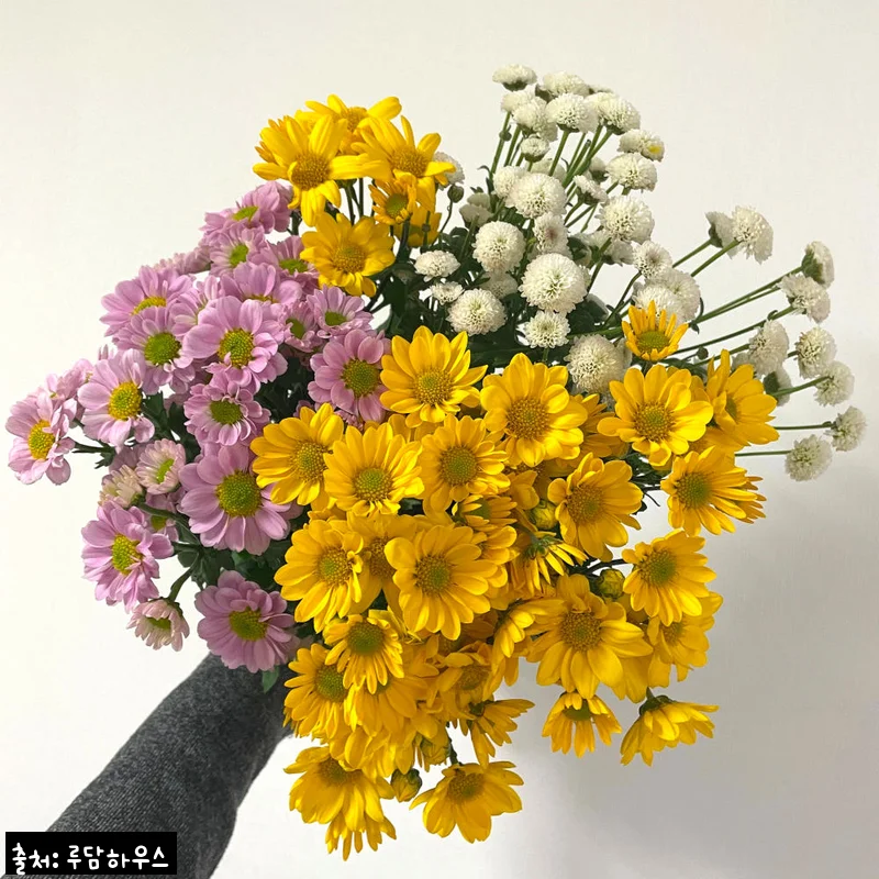소국 꽃 생화 꽃다발, 9,900원 50% 할인 구매 전 꼭 확인할 점