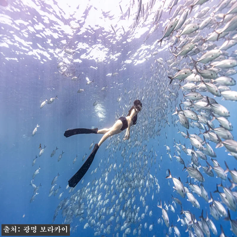 보홀 1대1전담스탭 한국강사2명 렙1자격증 물공포극복 프리다이빙 나팔링 체험 강습 투어, 예약 전 꼭 본 핵심 확인 후기 12 보홀 1대1전담스탭 한국강사2명 렙1 관련 이미지 1