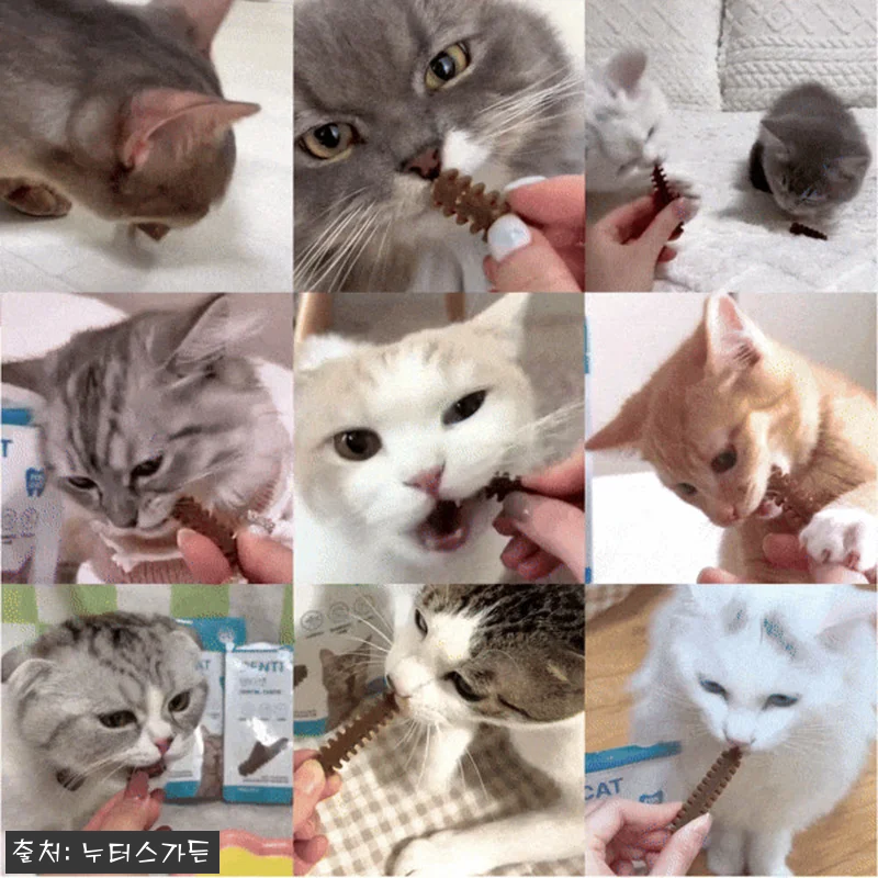 누터스가든 덴티캣 고양이덴탈껌 80g 관련 이미지 1