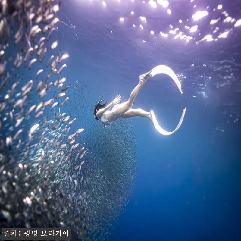 보홀 1대1전담스탭 한국강사2명 렙1자격증 물공포극복 프리다이빙 나팔링 체험 강습 투어, 예약 전 꼭 본 핵심 확인 후기 13 보홀 1대1전담스탭 한국강사2명 렙1 관련 이미지 2