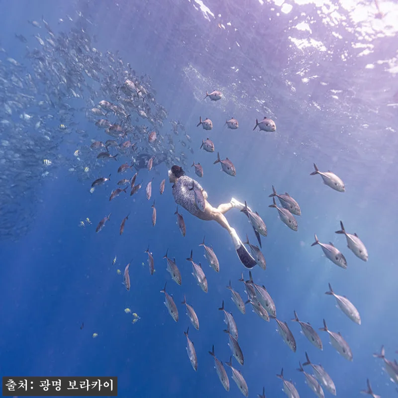 보홀 1대1전담스탭 한국강사2명 렙1자격증 물공포극복 프리다이빙 나팔링 체험 강습 투어, 예약 전 꼭 본 핵심 확인 후기 15 보홀 1대1전담스탭 한국강사2명 렙1 관련 이미지 4