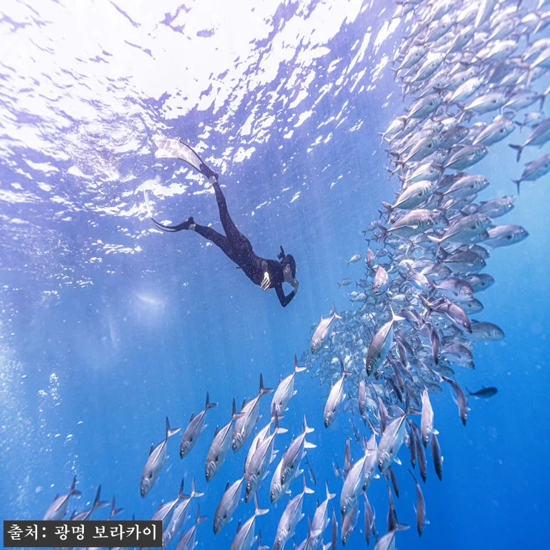 보홀 1대1전담스탭 한국강사2명 렙1자격증 물공포극복 프리다이빙 나팔링 체험 강습 투어, 예약 전 꼭 본 핵심 확인 후기 17 보홀 1대1전담스탭 한국강사2명 렙1 관련 이미지 6